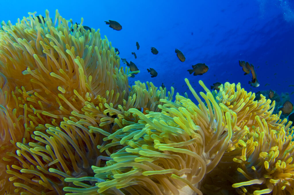 Tropical Coral Reef Anemone